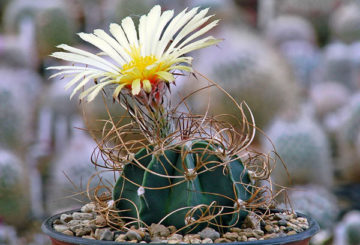 Astrophytum en fleurs