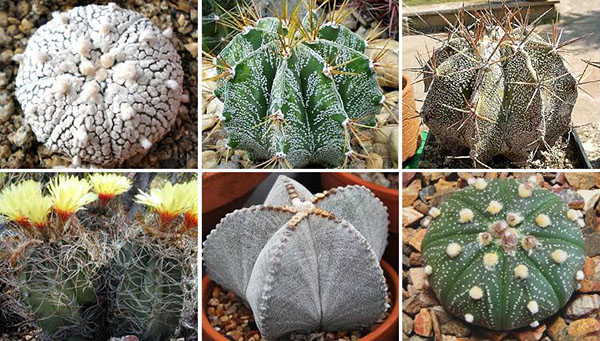 Types d'astrophytum