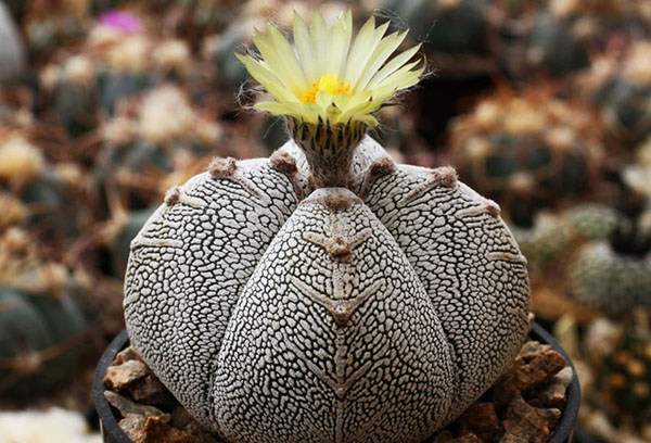 Cactus astrophytum