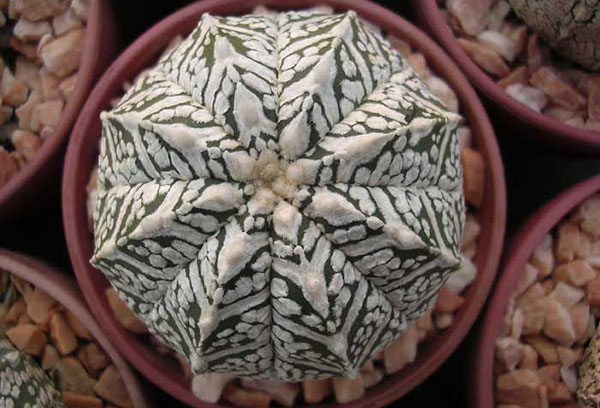 Astrophytum i en kruka