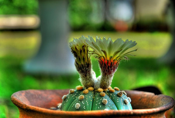 Astrophytum en fleurs