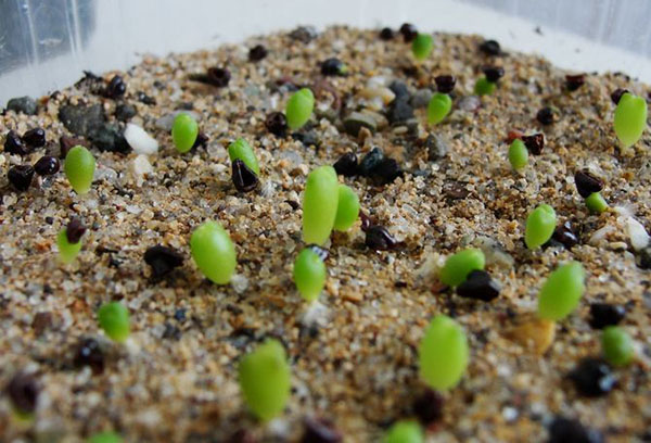 Pousses de graines d'astrophytum