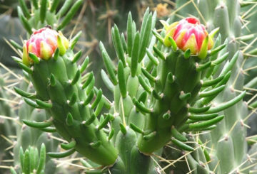 Blommande austrocylindropuntia