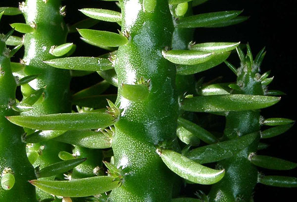 Stam och blad av austrocylindropuntia