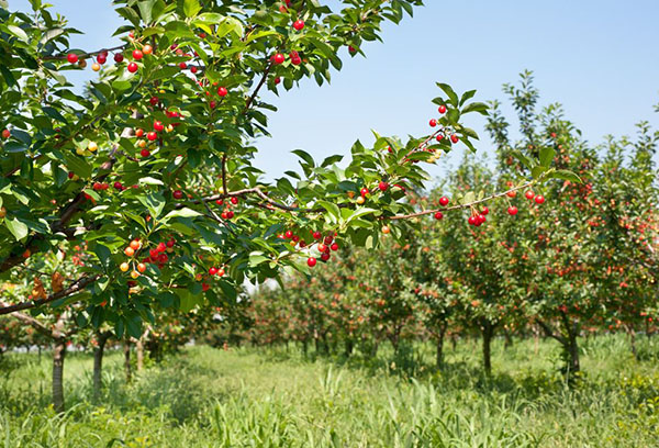 Jardin de cerisiers