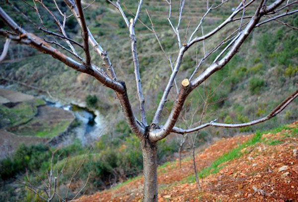 Taille des cerises