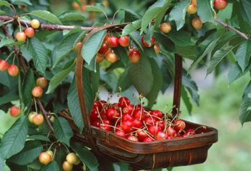 Récolte de cerises