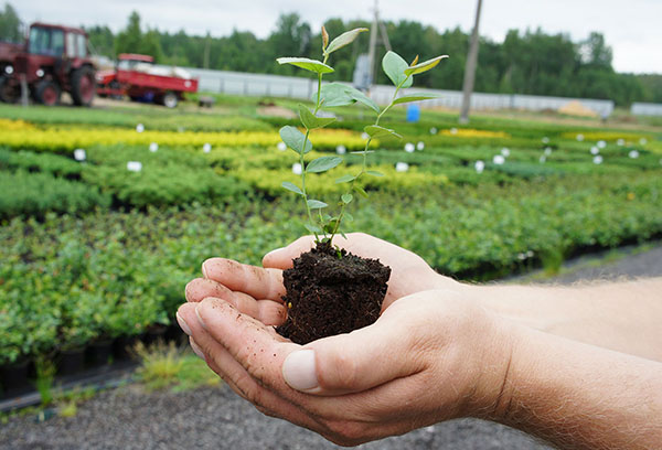 Plantule de bleuet de jardin