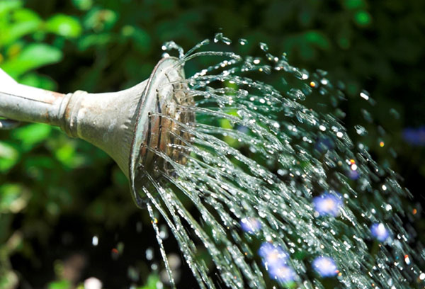 Arrosage d'un arrosoir de jardin