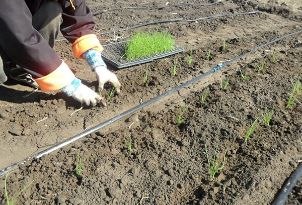 Planter des plants d'oignon