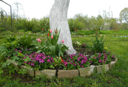 Parterre de fleurs sous le pommier