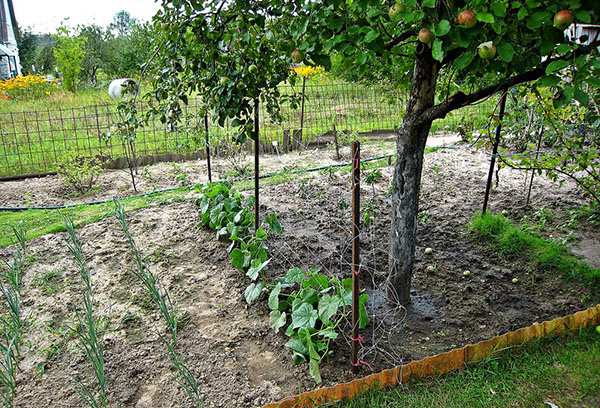 Concombres sous le pommier