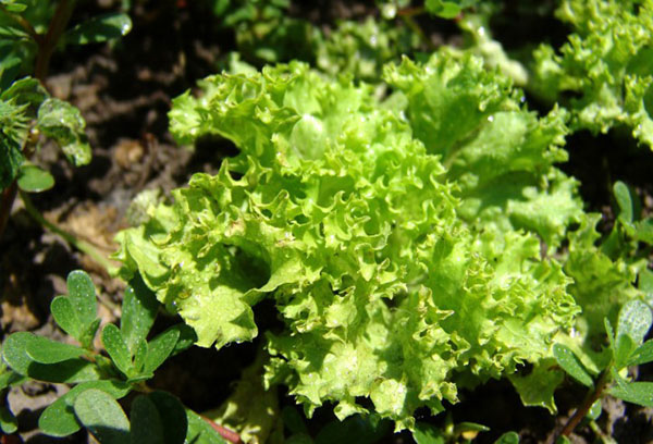 Salade du jardin