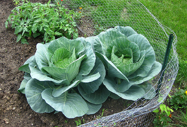 Chou dans le jardin