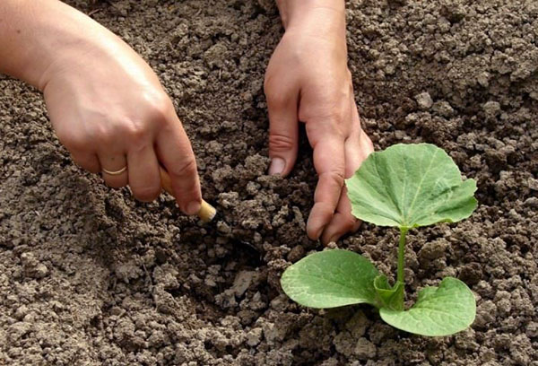 Planter des plants de citrouille