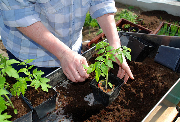 Semis de tomates