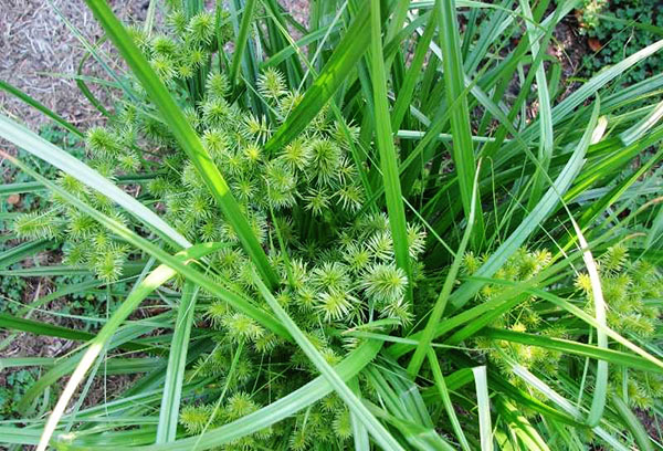 Buisson d'amandiers en terre