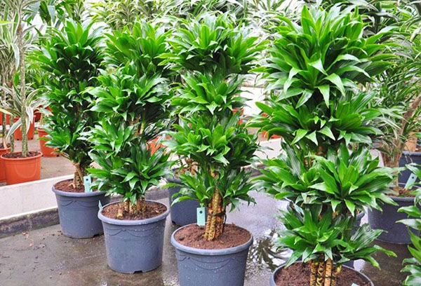 Dracaena doftande