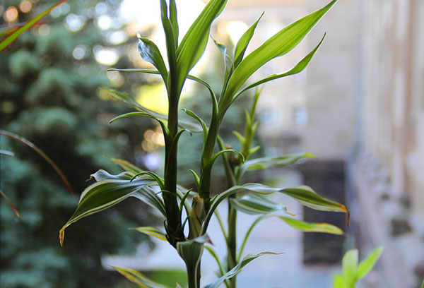 Ung tillväxt av doftande dracaena