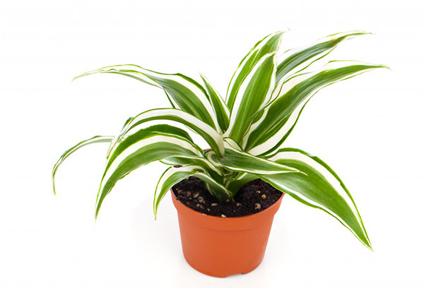 Dracaena i en kruka