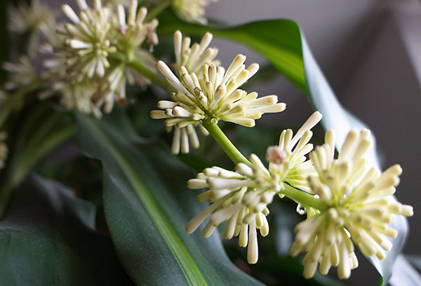 Fleur de Dracaena