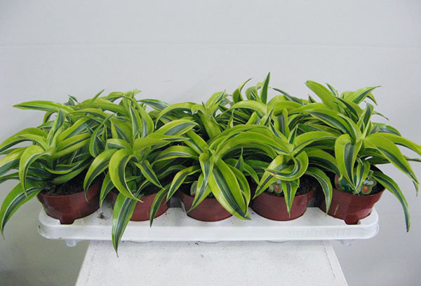 Reproduktion av doftande dracaena