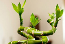 Unga groddar av Dracaena Sander