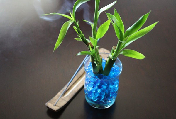 Dracaena Sander en hydrogel