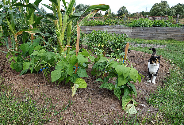 Haricots de brousse