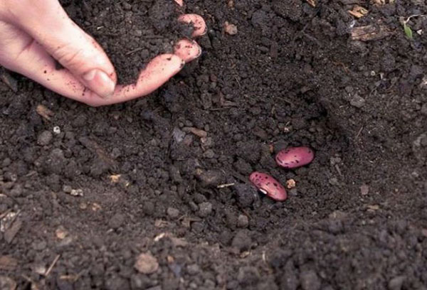 Planter des haricots rouges