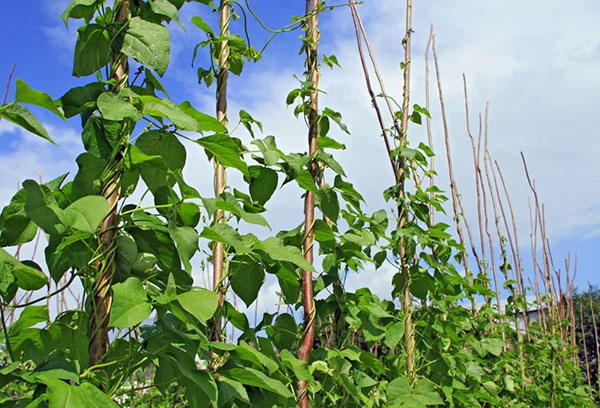 Haricots frisés sur supports