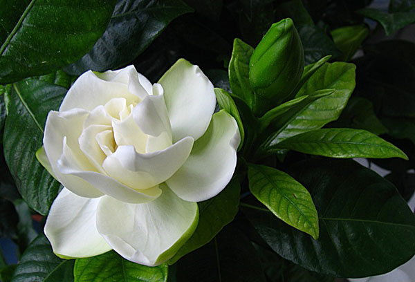 Gardenia blom