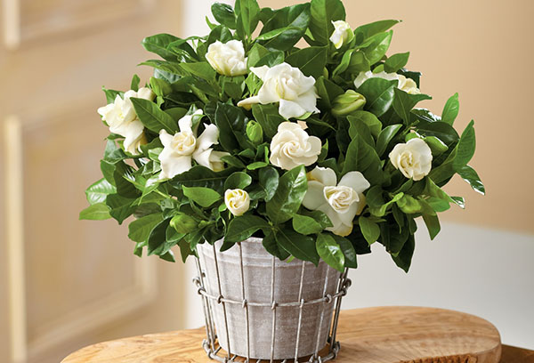 Kruka med blommande gardenia