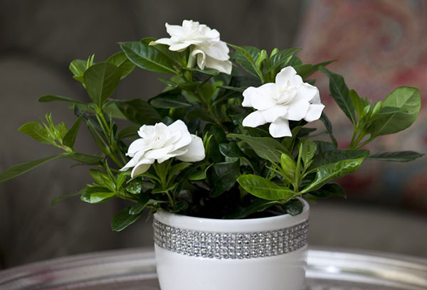 Gardenia-jasmin