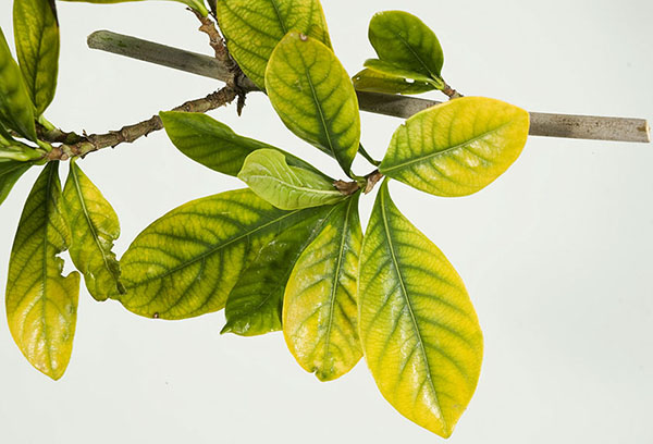 Jaunissement des feuilles de gardénia