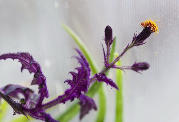 Orange Ginura en fleurs