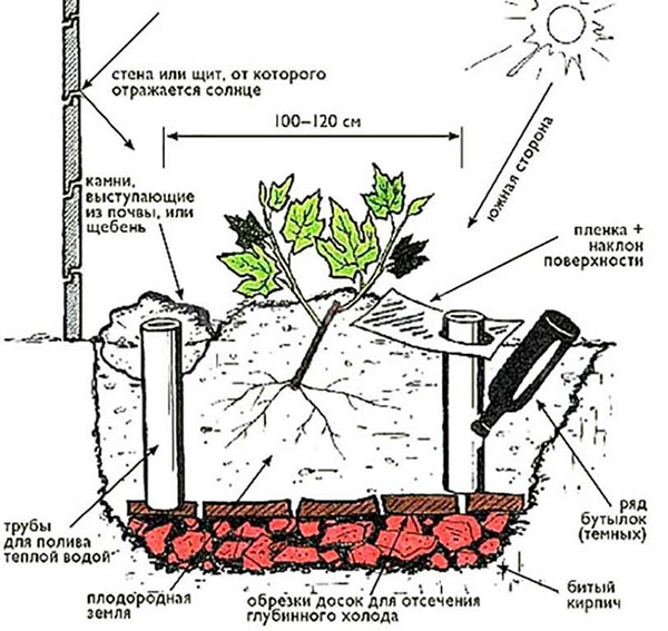 Programme de plantation de raisins