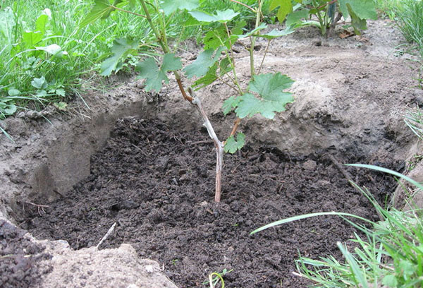 Jeune buisson de vigne