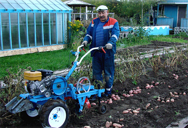 Récolter des pommes de terre avec un tracteur à conducteur marchant