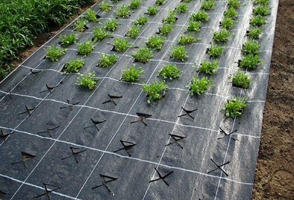 Planter des fraises sur du plastique noir