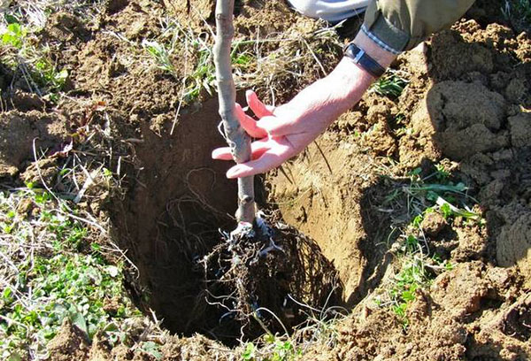 Plantation de cerisiers