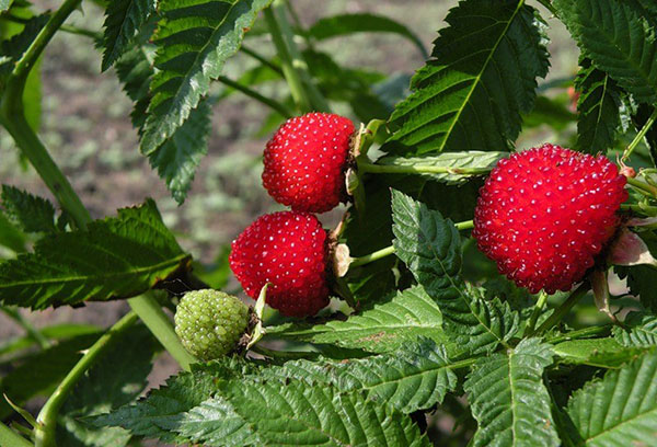 Baies de framboises tibétaines