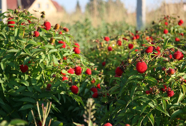 Fourrés de framboises tibétains