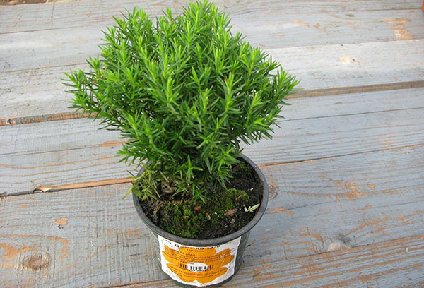 Thuja Teddy dans un pot