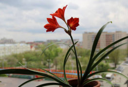 Vallotta en fleurs sur le rebord de la fenêtre