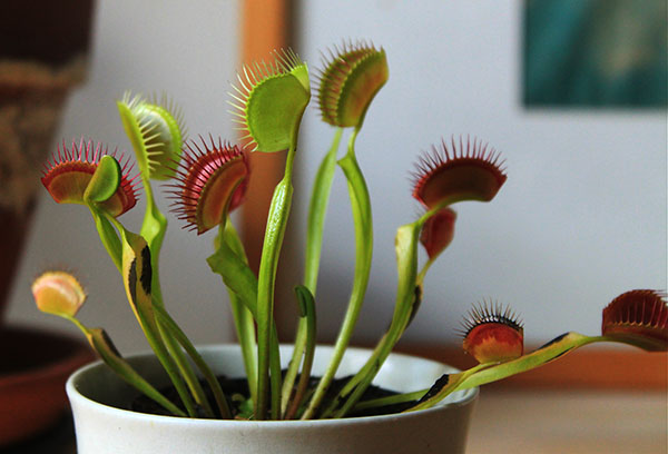 Pot Venus Flytrap