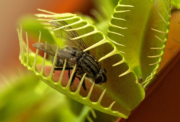 Fluga fångad av Venus flytrap