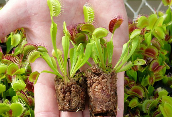 Venus Flytrap Transplant