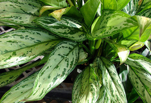 Chambre Aglaonema