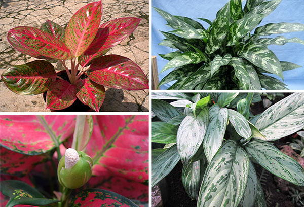 Aglaonema typer